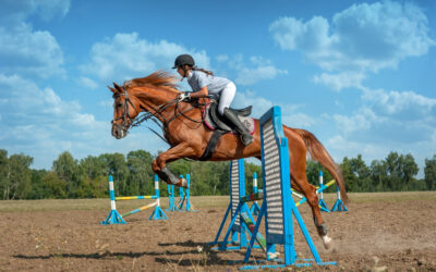 Solider Start der Schweizer Springreiter (DUPLIKAT)