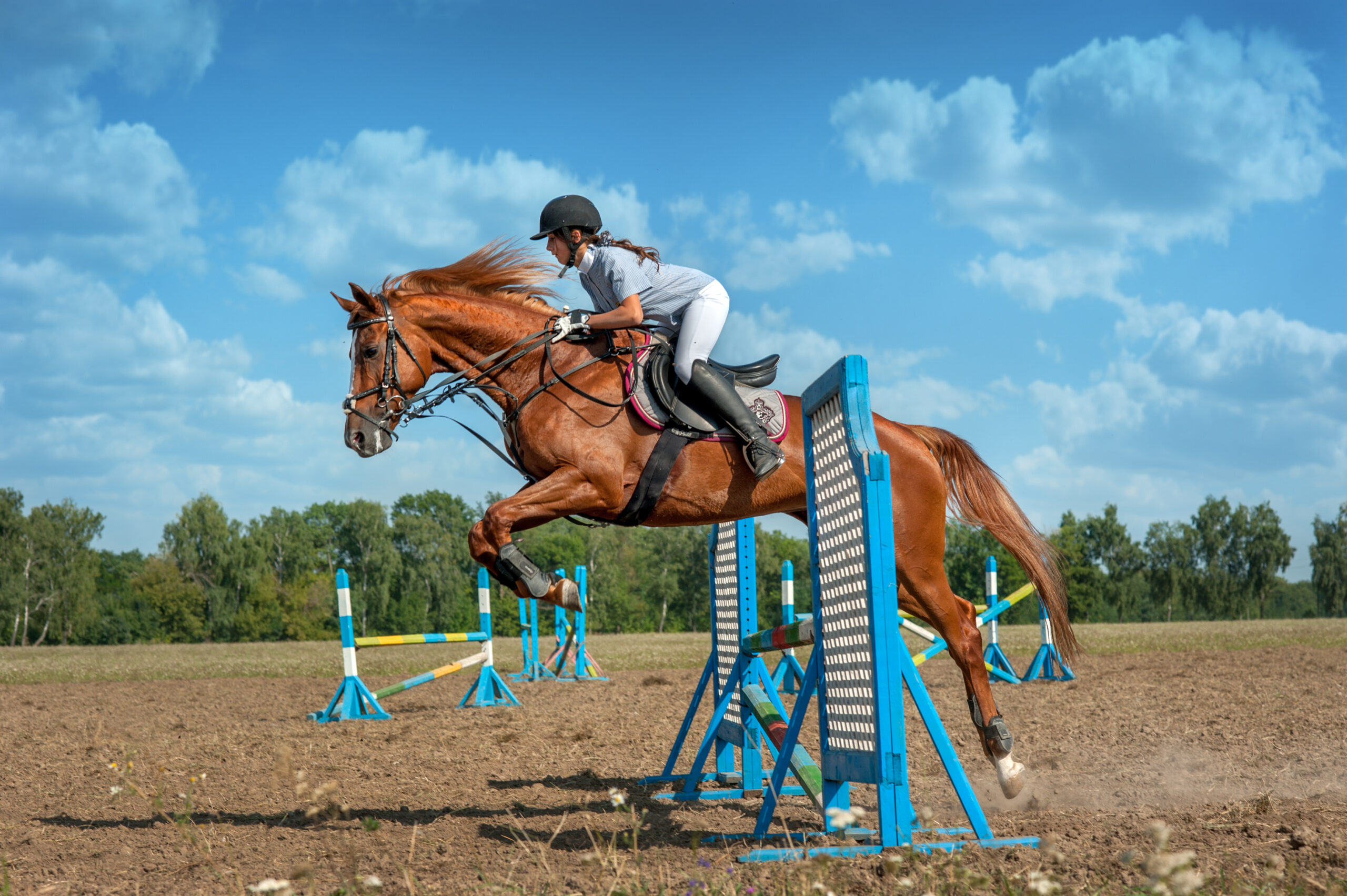 TERNOPIL REGION, YAGILNYTSYA, UKRAINE – August 18, 2013 – A brown horse with a rider at the moment of jumping over a pole obstacle at a show jumping competition in Yagilnytsia, Ukraine.